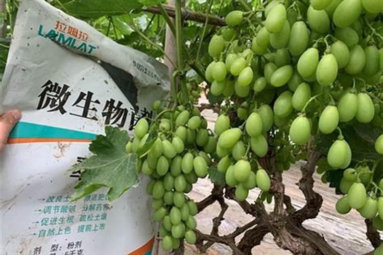 第一年葡萄小苗施什么肥(刚种葡萄苗用什么肥料长得快)