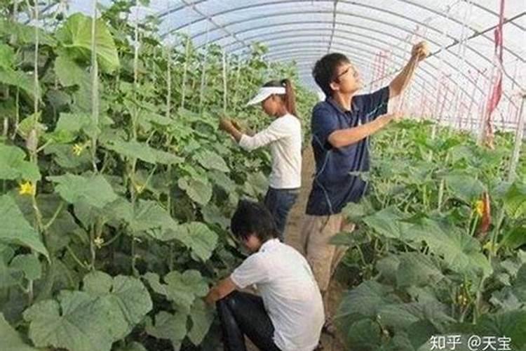 黄瓜结果期如何浇水 结果期管理方法