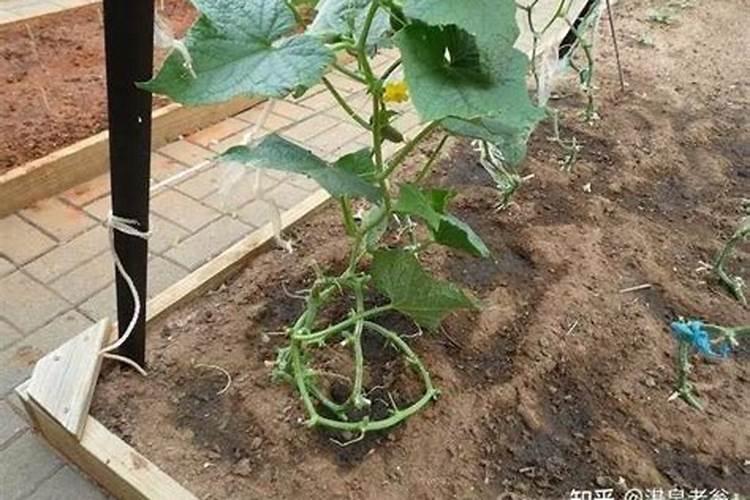 黄瓜的落蔓技术 黄瓜落蔓需要注意什么
