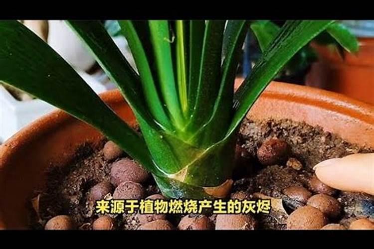 君子兰用什么肥料怎么配制？