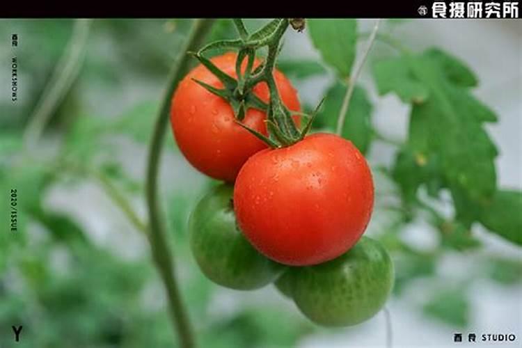 草莓膨果期用什么冲施肥好
