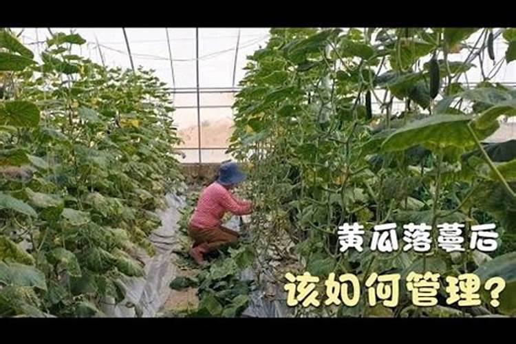 香蕉如何施肥