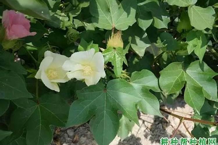硼肥喷施过量怎么缓解