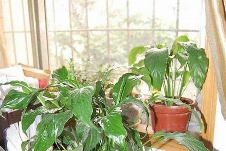 芹菜叶子发黄长斑是什么原因