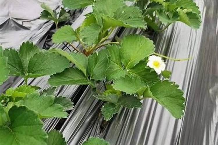 草莓膨果用啥水溶肥好