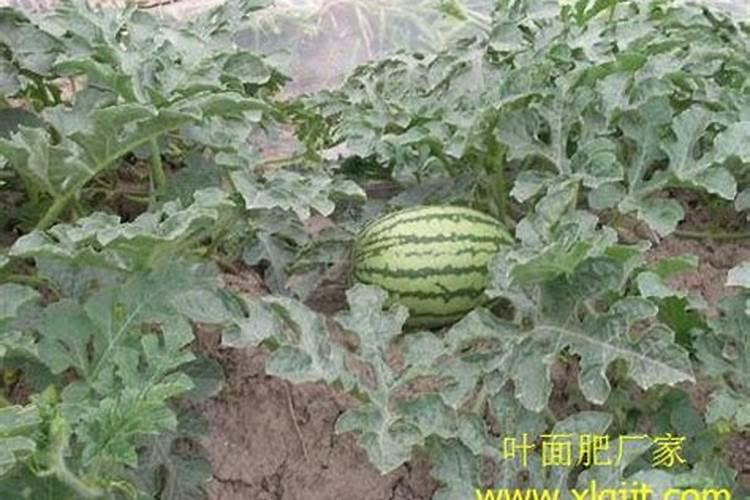 钾肥的上市公司有哪些