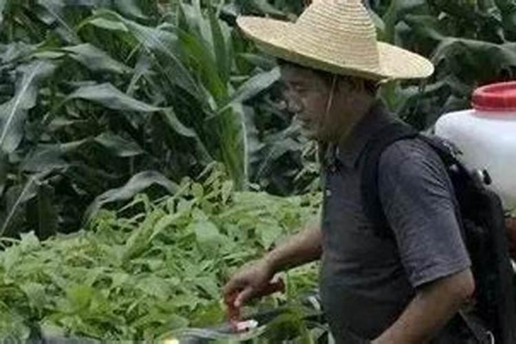 果树喷叶面肥起什么作用