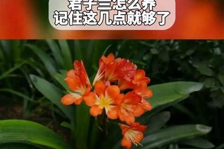 柑橘什么病害及特点？