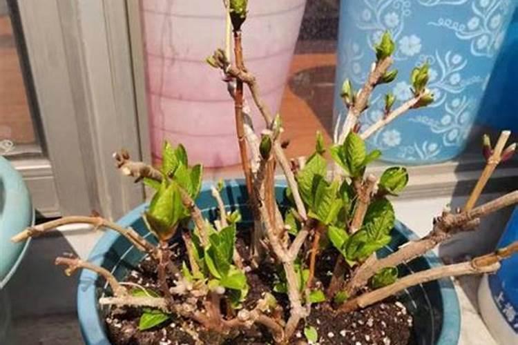 绣球花施花多2号施叶片好还是灌根好？