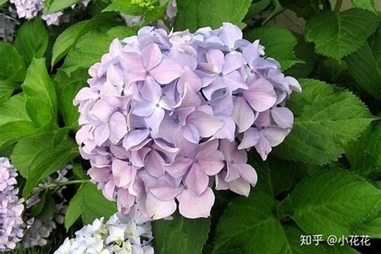 如何养护绣球花？