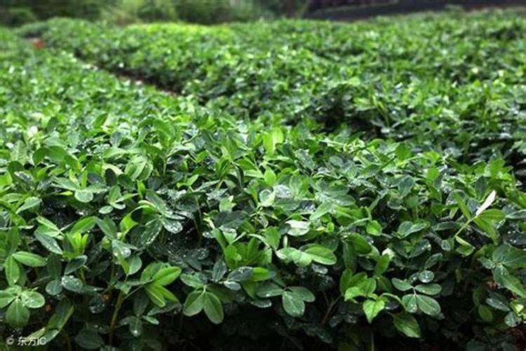 花生什么时候打除草剂最好