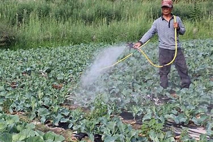 水溶肥喷施方法与用量