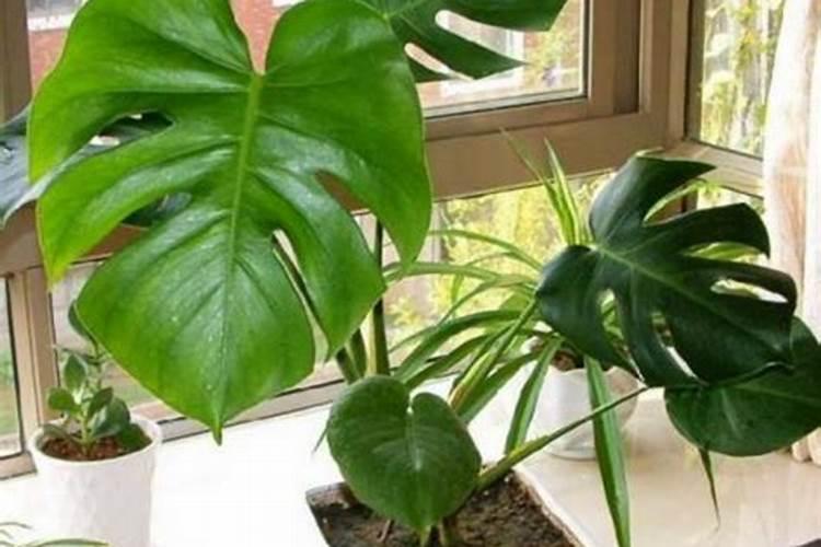 龟背竹叶片发黄原因？