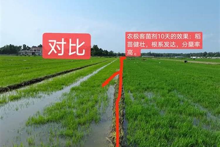 水稻施肥用量和时间表