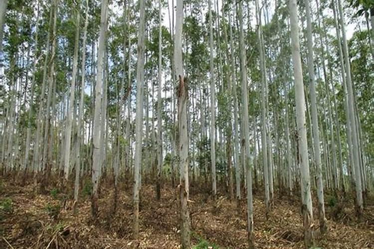 桉树肥哪家好？