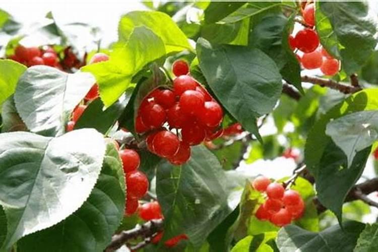 樱桃树春天适宜用什么肥