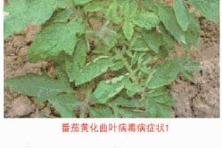 蔬菜施肥过量出现的生理病害症状