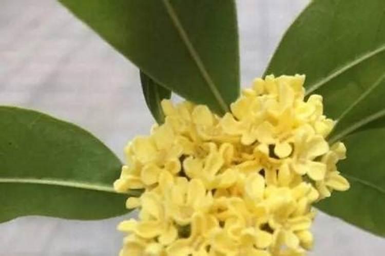 桂花施肥用什么肥料