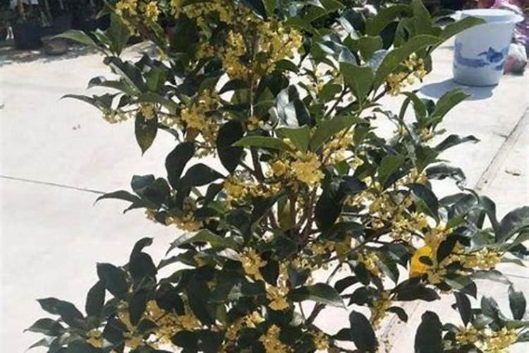 桂花施肥用什么肥料