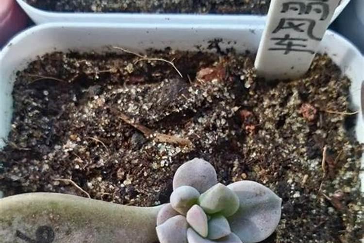 多肉用什么肥料施肥最好呢