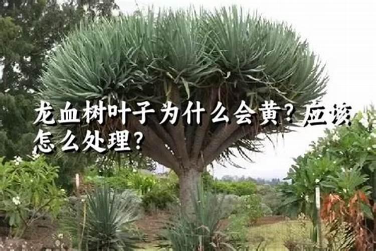 龙血树上什么肥