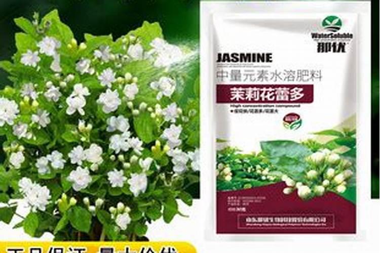 茉莉花怎么养殖开花多