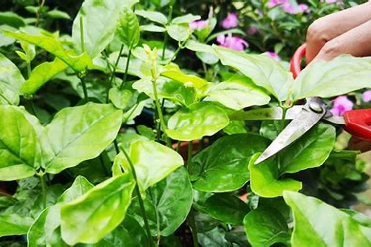 茉莉花一般施什么肥料好