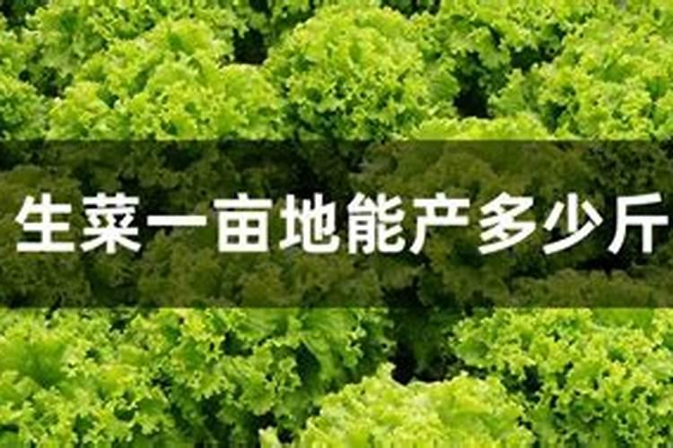 北方九月份种什么蔬菜最合适