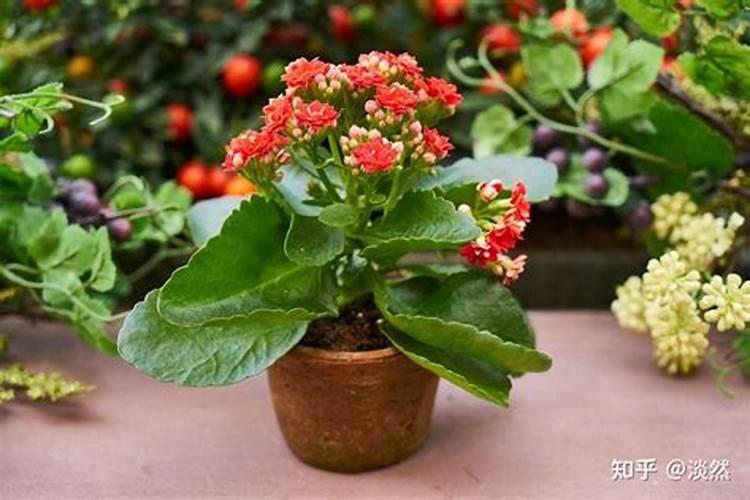 微型玫瑰花怎么养才长得好 微型玫瑰花养植方法