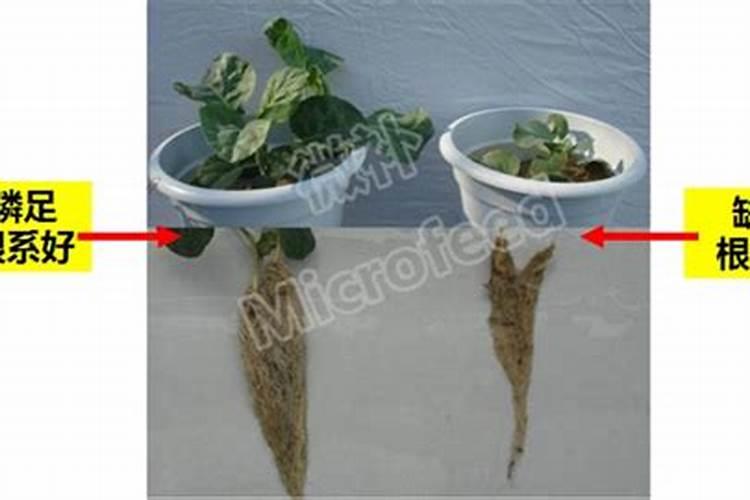 促进植物根系生长的肥料
