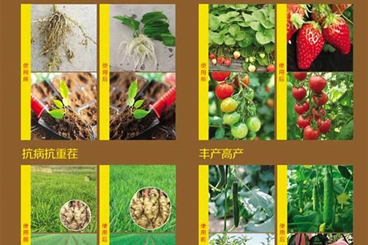 栀子花生根营养液制作,食用白醋促使快速生根