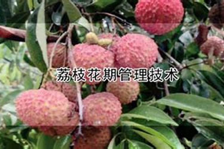 荔枝开花施什么肥