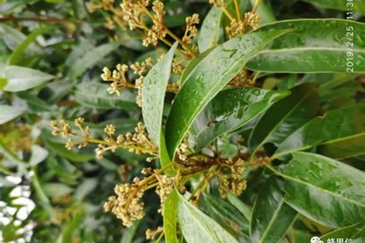 荔枝开花施什么肥