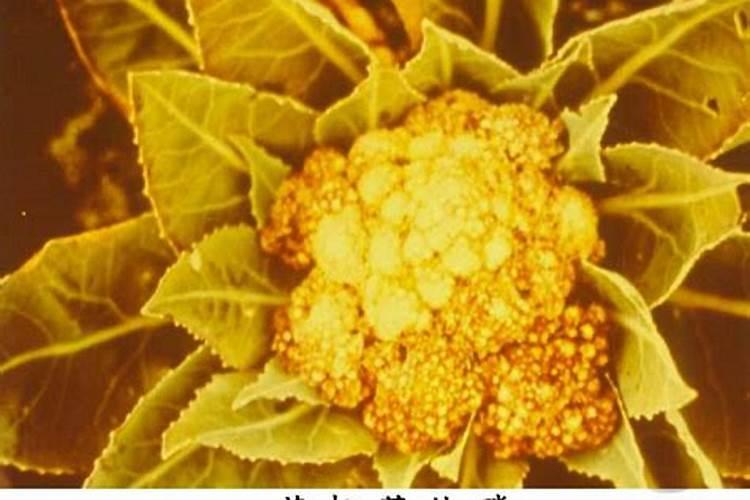 花菜根部前期大叶子发干后期新长叶子也变成干尖(叶尖发干发黄)百度知 ...