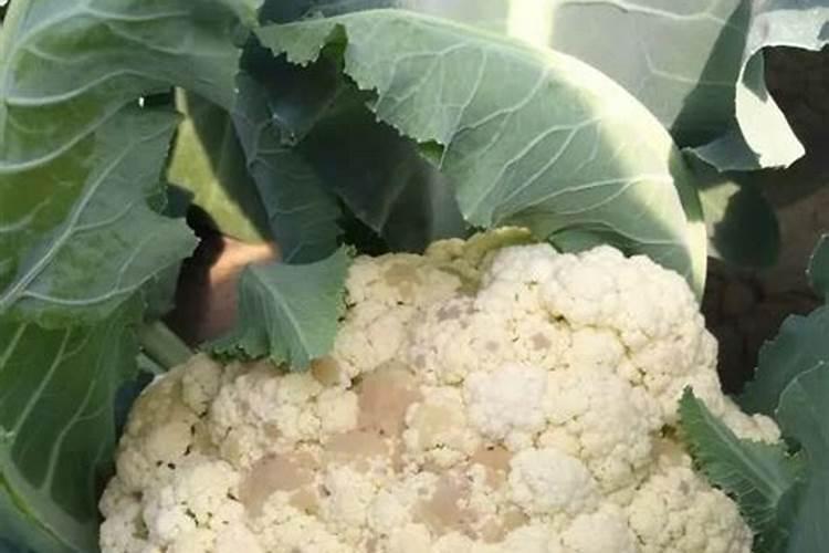 花菜苗叶子发黄是为什么