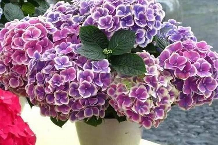 绣球花变色用什么肥料