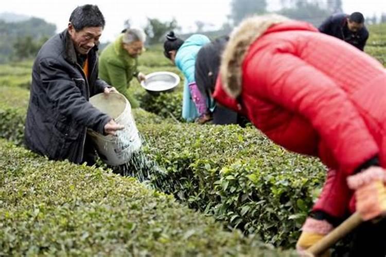 茶树用什么肥料长得快,茶树种植几年可以采摘