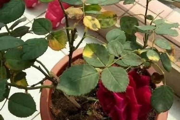 玫瑰花叶子黄了是怎么回事