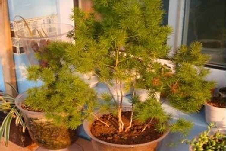 连续一个月的雨,蓬莱松大面积发黄怎么办