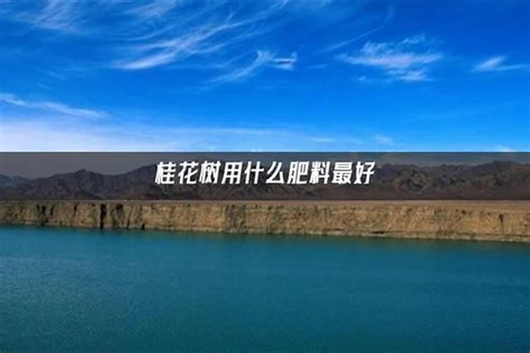 桂花用什么肥料最好最旺