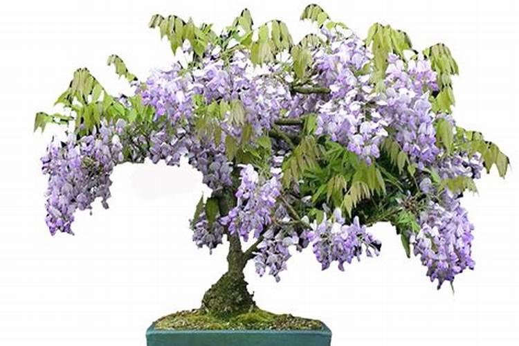 小叶丁香:小巧玲珑,芬芳婉约