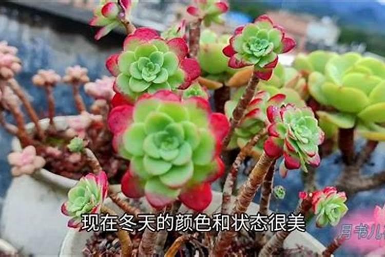 用什么方法才能把多肉养植物的肥肥胖胖？