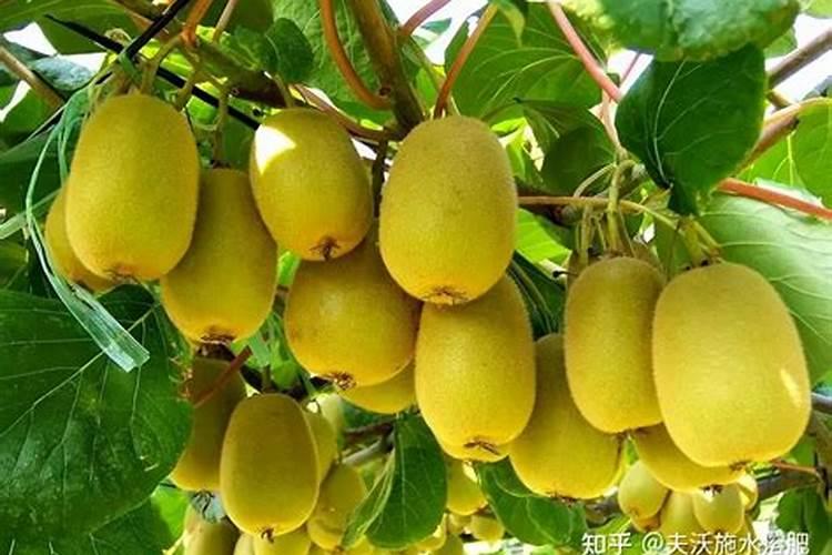 种植花生适合施用什么肥料 种植花生的施肥时间