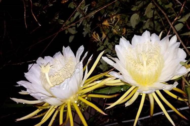 昙花怎么养才开花快