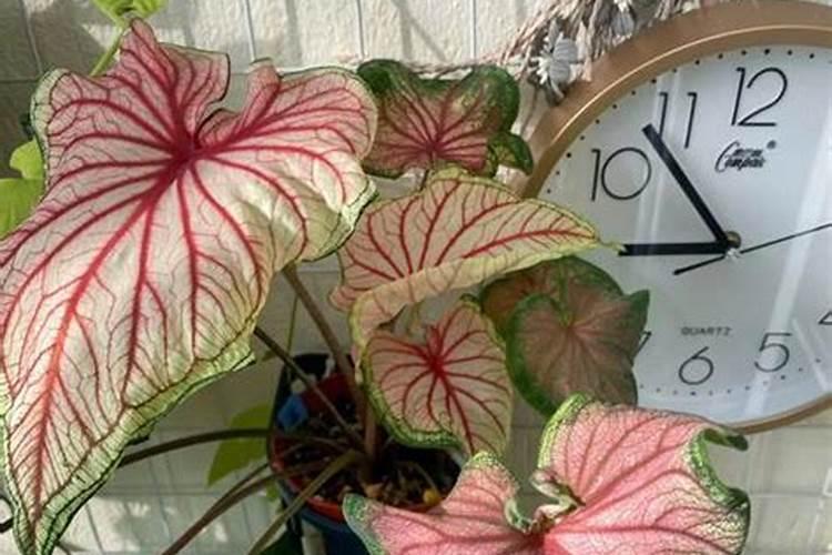 水培植物冬天怎么养？