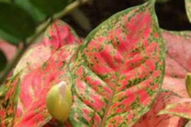 火鹤花能否在卧室居室养？