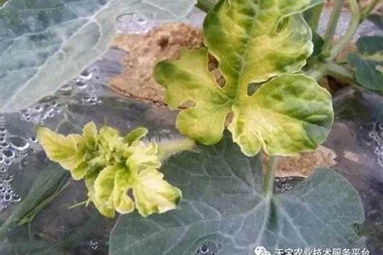 种植西瓜,主要步骤是什么？