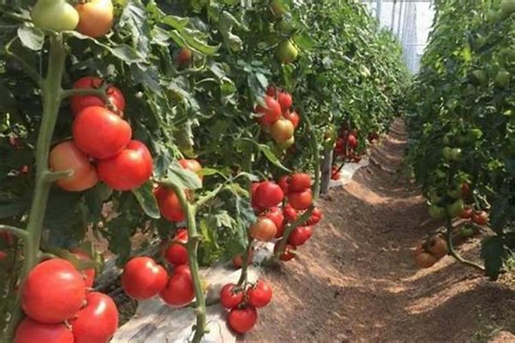 大棚西红柿啥时期冲施高磷肥？