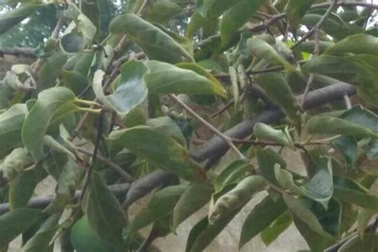 怎样给山楂树无公害施肥？