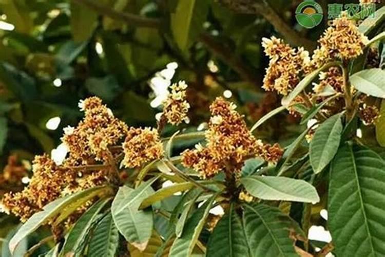 枇杷花期管理方法与要点